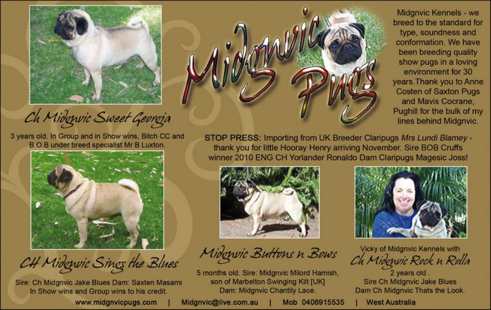 Midgnvic pugs of quality distintion and dignity
